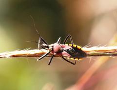 Rhynocoris segmentarius