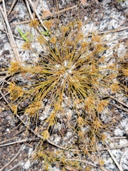 Bulbostylis stenophylla