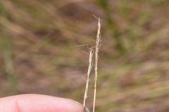 Schizachyrium tenerum