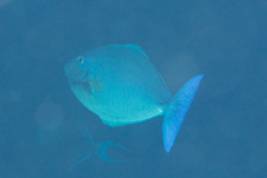 Naso caeruleacauda