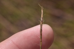 Schizachyrium tenerum