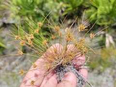 Bulbostylis stenophylla