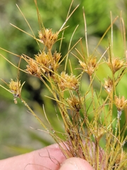 Bulbostylis stenophylla