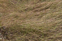 Schizachyrium tenerum