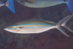 Elagatis bipinnulata