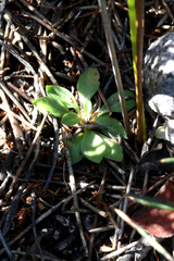 Pterostylis tasmanica