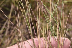 Schizachyrium tenerum