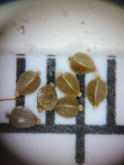 Bulbostylis stenophylla