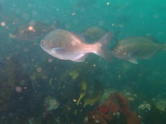 Pachymetopon blochii