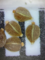 Bulbostylis stenophylla