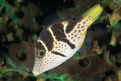 Paraluteres prionurus