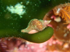 Lugubrilaria lugubris