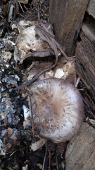 Fungi