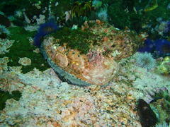 Haliotis midae