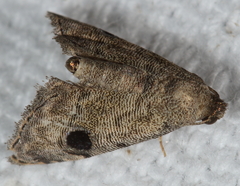 Abablemma brimleyana