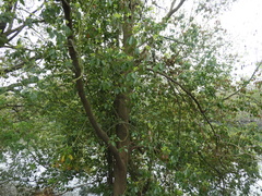 Cinnamomum glanduliferum
