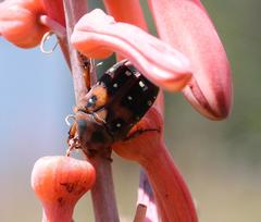 Tephraea leucomelona