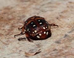 Tephraea leucomelona