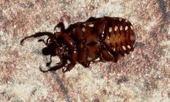 Tephraea leucomelona