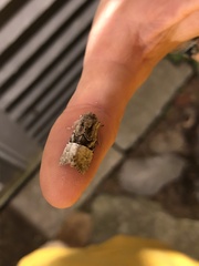 Meropleon diversicolor