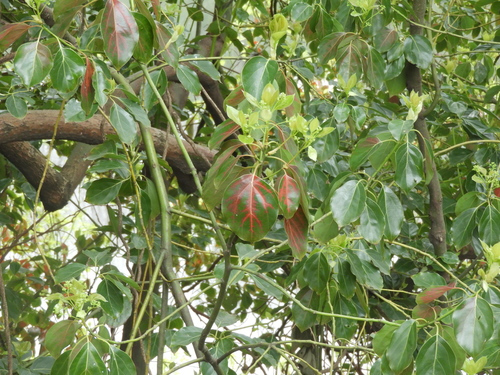 Cinnamomum glanduliferum, 2021-09-04