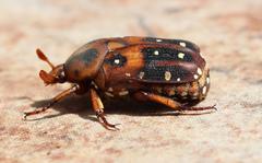 Tephraea leucomelona