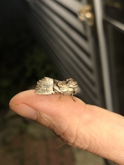 Meropleon diversicolor