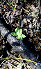 Pterostylis tasmanica