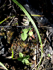 Pterostylis tasmanica