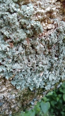 Punctelia stictica