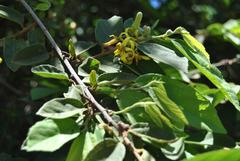 Grewia flavescens