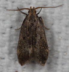 Neodactylota