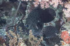 Epinephelus