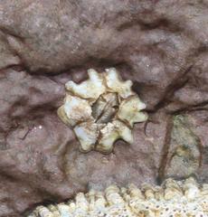 Chthamalus dentatus