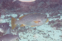 Plectorhinchus lineatus