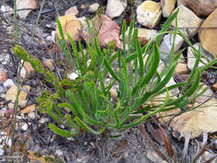 Protea denticulata