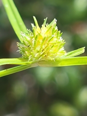 Cyperus metzii image