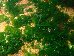 Ulva rigida