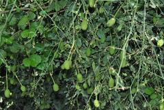 Maerua juncea crustata