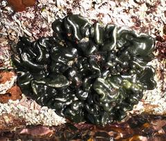 Codium lucasii