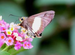 Coeliades forestan forestan