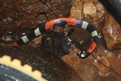 Micrurus lemniscatus helleri