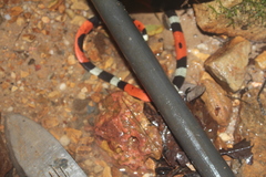 Micrurus lemniscatus helleri