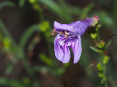 Penstemon pseudoputus