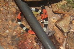 Micrurus lemniscatus helleri