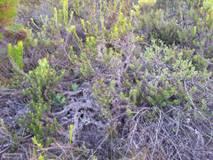 Cullumia carlinoides