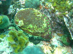 Haliotis spadicea