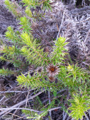 Cullumia carlinoides