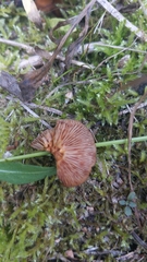 Phaeomarasmius