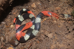 Micrurus lemniscatus helleri